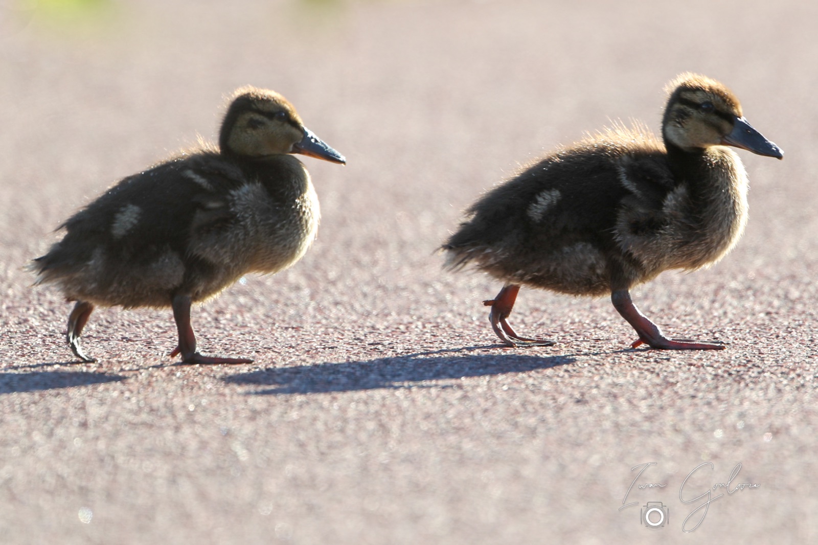 11 juni 2022 193744 1DX46929